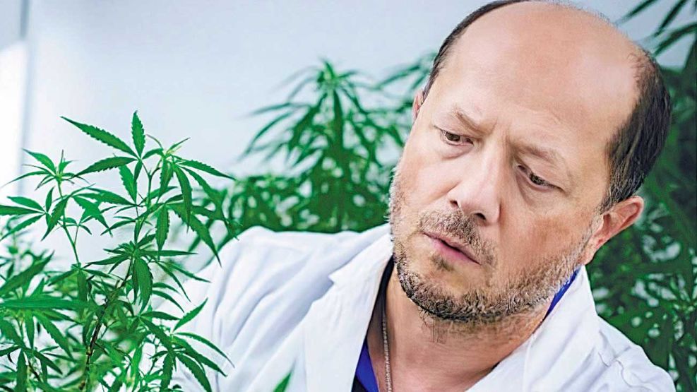 20200517_ucrania_desinflamante_cannabis_covid19_gzaigorkovalchuk_g