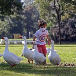 Un niño corre tras los gansos en un parque después de que las autoridades permitieron a los niños salir durante una hora con fines recreativos de acuerdo con el número de identificación de sus padres, algunos los sábados y otros los domingos, en medio del bloqueo impuesto contra la propagación del nuevo coronavirus en Buenos Aires el 16 de mayo de 2020. - Después de ocho semanas en casa, a los niños menores de 15 años en Buenos Aires se les permitió salir durante una hora el sábado, acompañados por un adulto, mientras el gobierno aliviaba el bloqueo impuesto en medio del COVID- 19 pandemia. (Foto por ALEJANDRO PAGNI / AFP) | Foto:AFP