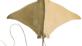 Raya con nariz de vaca brasileña.