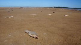Se espera el peor momento del río Paraná: en los próximos meses la cantidad de peces muertos será terrible.