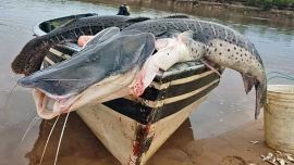 Grandes surubíes se pescan con la mano en el lecho de un Paraná casi seco.