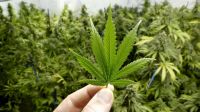 El 60% de los argentinos, a favor de la marihuana