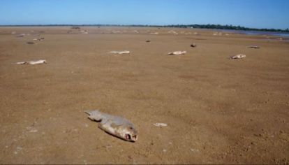 La bajante del río Paraná causará sequías extraordinarias.