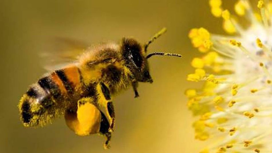 1905_DIA_MUNDIAL_DE_LA_ABEJA