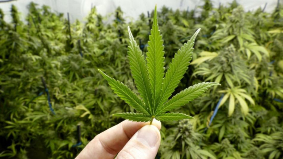 El 60% de los argentinos, a favor de la marihuana