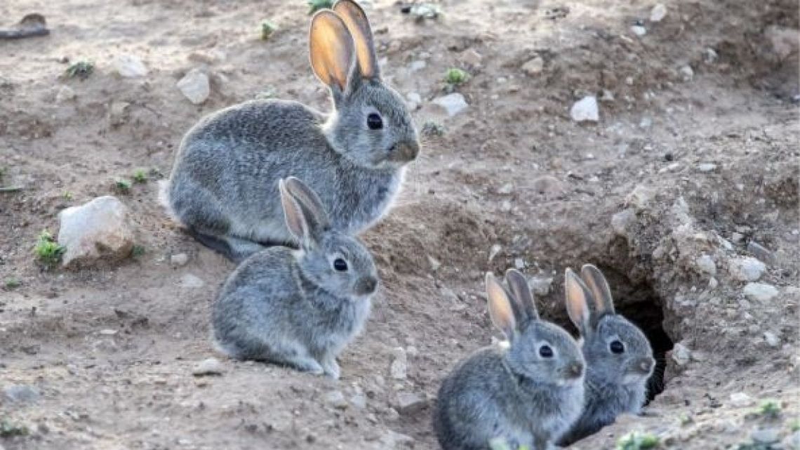 Weekend | Invasión de conejos en Ushuaia: por qué y cómo van a ...