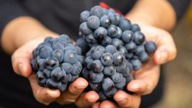 En tiempos normales, la vendimia de Trevelin, Chubut, habría sido una excursión para vivir en familia.