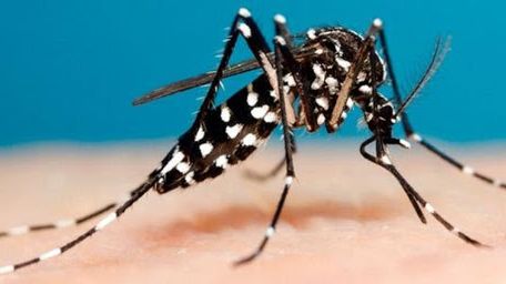 Un nuevo químico desarrollado por INTA mata las larvas del mosquito.