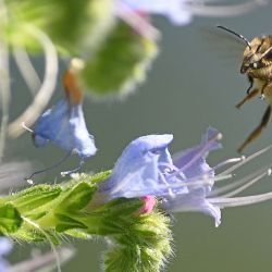 Una abeja se cierne junto a las flores en St James's Park, en el centro de Londres, el 21 de mayo de 2020. - El clima cálido y templado en gran parte de Gran Bretaña ha probado la determinación de la nación de mantener el distanciamiento social en parques y espacios abiertos. El mercurio subió a 27.8C (82F) cerca del aeropuerto de Heathrow el 20 de mayo para registrar el día más caluroso del año hasta el momento. (Foto por DANIEL LEAL-OLIVAS / AFP) | Foto:AFP