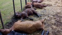 Un rayo mató a 13 terneros en Tapalqué