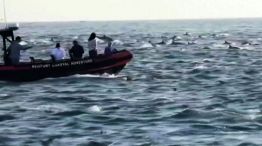 Una “super manada” de 1.000 delfines sorprendió a los turistas en California
