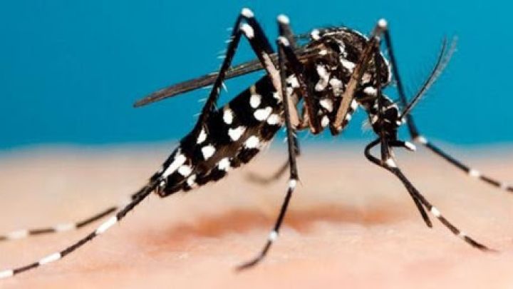 Un nuevo químico desarrollado por INTA mata las larvas del mosquito.