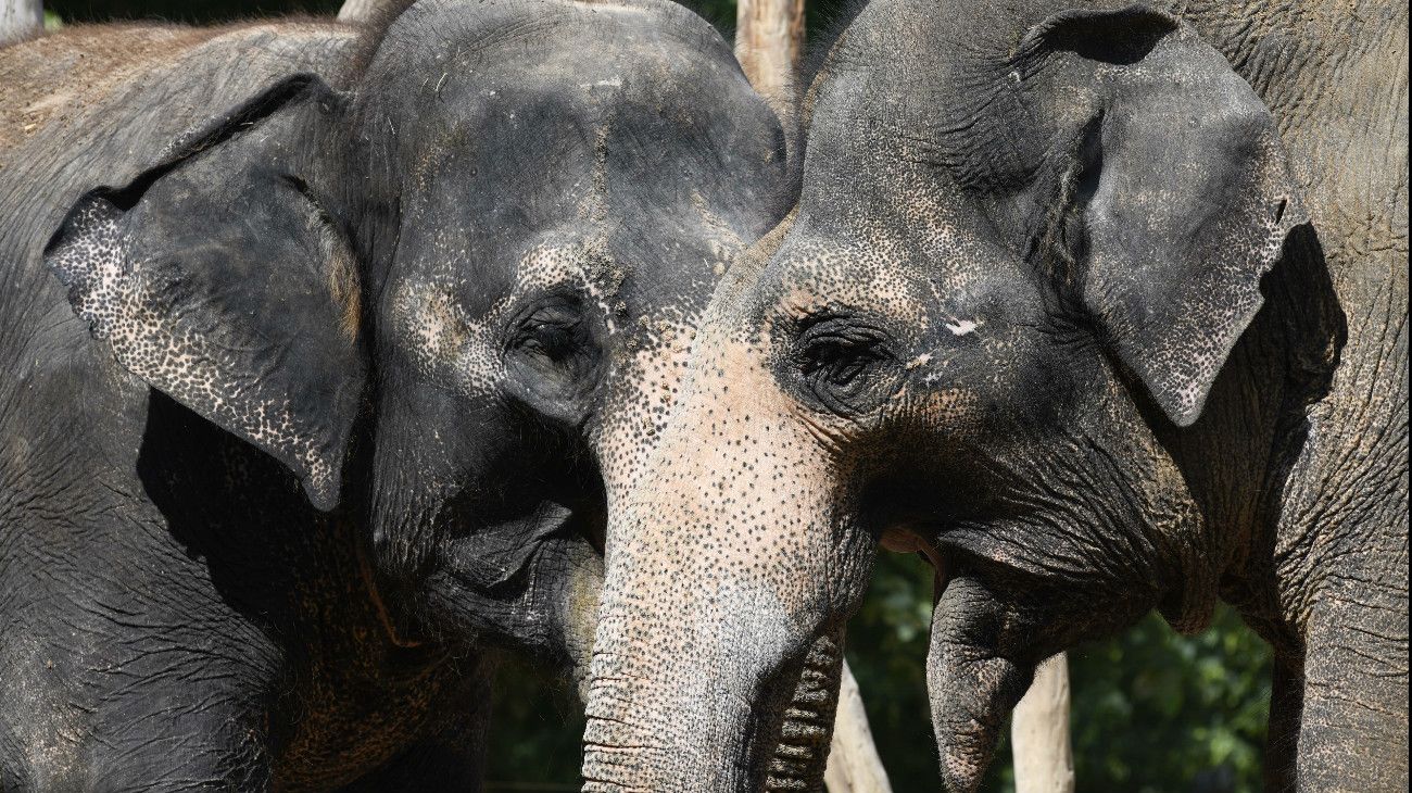 Alemania: Los elefantes asiáticos se paran uno al lado del otro en su recinto en Wilhelma, el reabierto jardín botánico-zoológico en Stuttgart