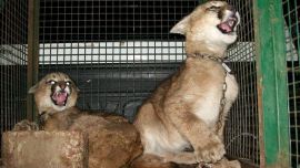 Las pandemias se han triplicado cada década desde 1980, solo que no habían generado impactos tan graves como hasta ahora.