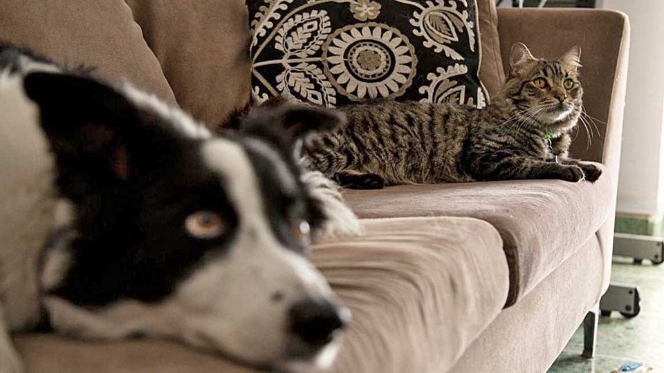 Soledad. El equipo tiene un plan para perros y otro para gatos.