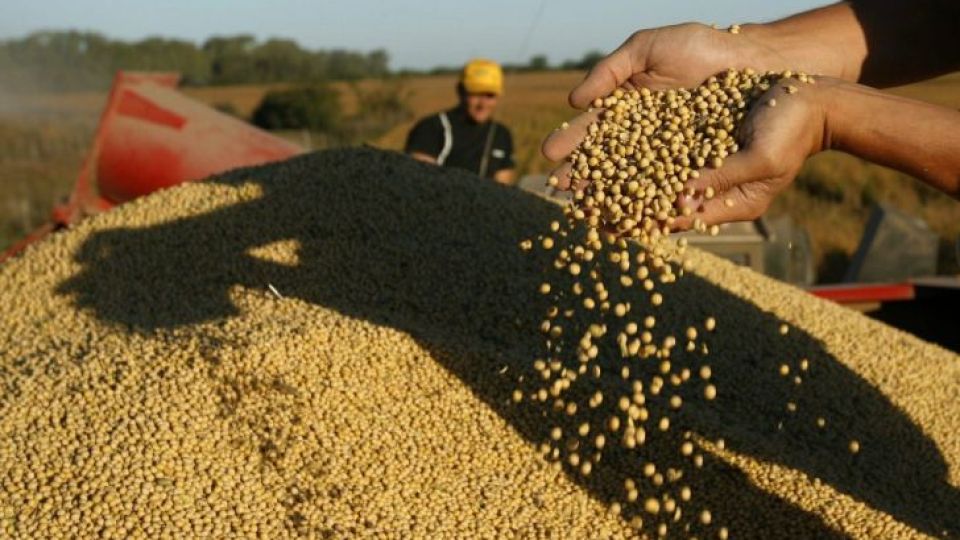 PARA ATRAS. El COVID-19 terminó de asestar un duro golpe a los precios de cultivos clave