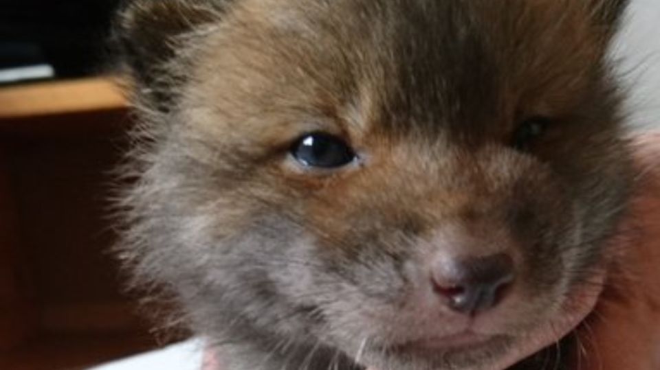 perro zorro 1 27052020
