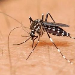 Causa alarma en varios países la aparición de un mosquito tigre, el Aedes albopictus que tiene cuatro veces más que el tamaño normal