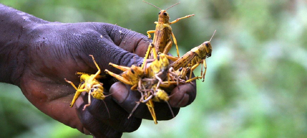 África asediada por el coronavirus y por las langostas