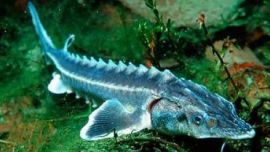 A partir de células madre se pretende elaborar carne de pescado como si se tratara de modelos impresos en 3D.