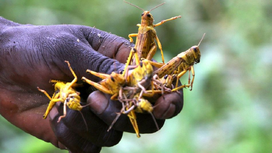 Plaga de langostas en Africa