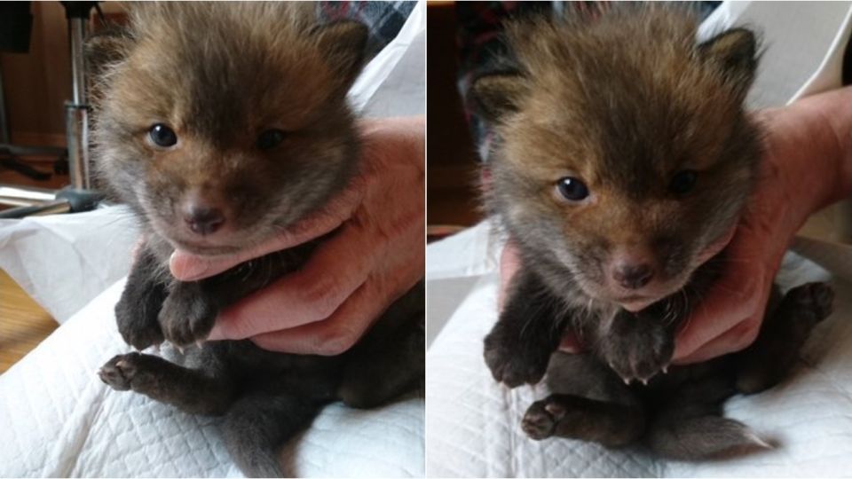 El animal que encontró el hombre no era un perro como él creía.