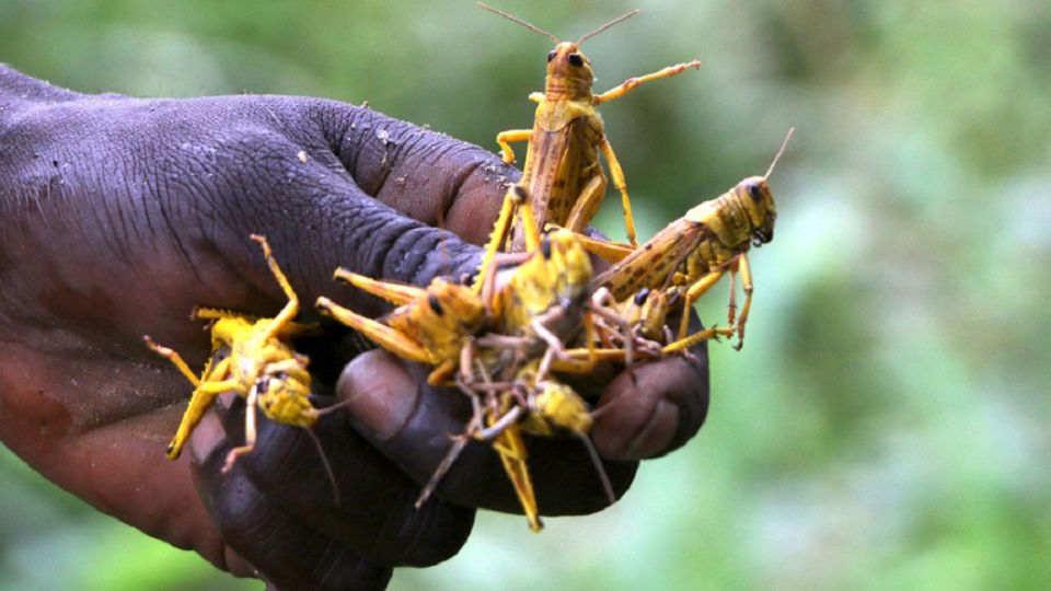 África asediada por el coronavirus y por las langostas