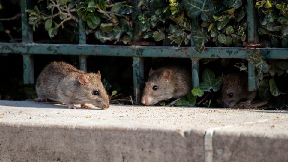 Imagen de carácter ilustrativo. Las ratas en Estados Unidos no consiguen comida y recurren al canibalismo.