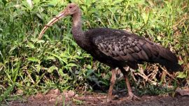 Como el turismo se ha interrumpido, el aporte al conservadurismo ha quedado en un limbo.