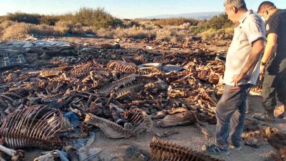 Encontraron más de 40 cabezas de caballos en un descampado.