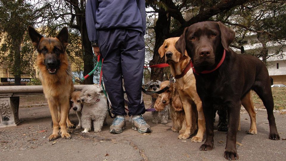 Paseadores de perros 20200528