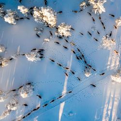 Esta vista aérea muestra a los renos de Vilhelmina Norra Sameby, mientras se mueven en su ubicación de temporada de invierno el 4 de febrero de 2020 cerca de Ornskoldsvik en el norte de Suecia. (Foto por Jonathan NACKSTRAND / AFP) | Foto:AFP