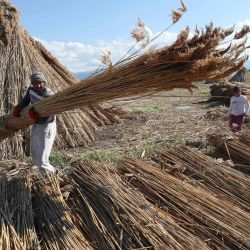 Los aldeanos trabajan juntos mientras ataban con cuerdas de juncos para el envío, después de ser cosechados del lago Eber en Afyonkarahisar, Turquía occidental. (Foto de Adem ALTAN / AFP). | Foto:AFP