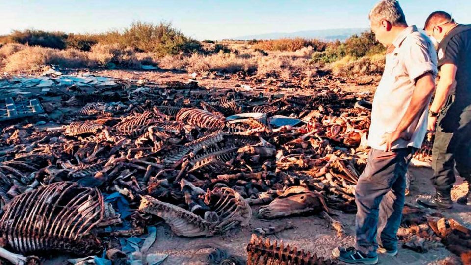 Huesos. Los restos de los animales fueron encontrados tras un llamado al 911.