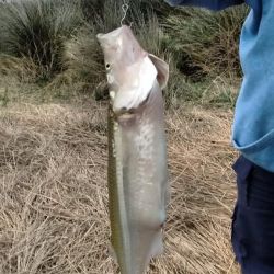 Tres Arroyos se encuentra habilitada para la pesca en cuarentena, y un residente logró en pejerrey de más de tres kilos.