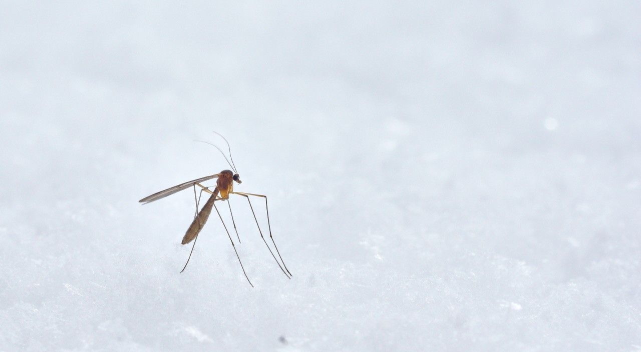 Una enfermedad en silencio que avanza también en invierno.