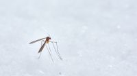 dengue