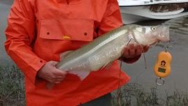 0106_pejerrey_la_arenera_1