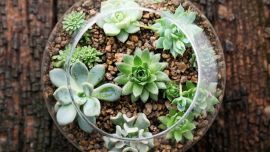 suculentas-plantas-08062020