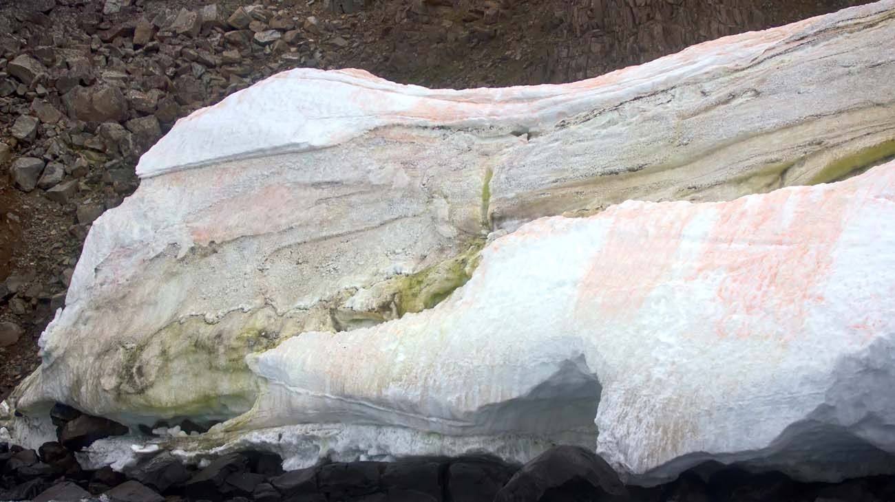 La Chlamydomonas nivalis vive en las zonas heladas del Artico, la Antártida y también los Alpes.