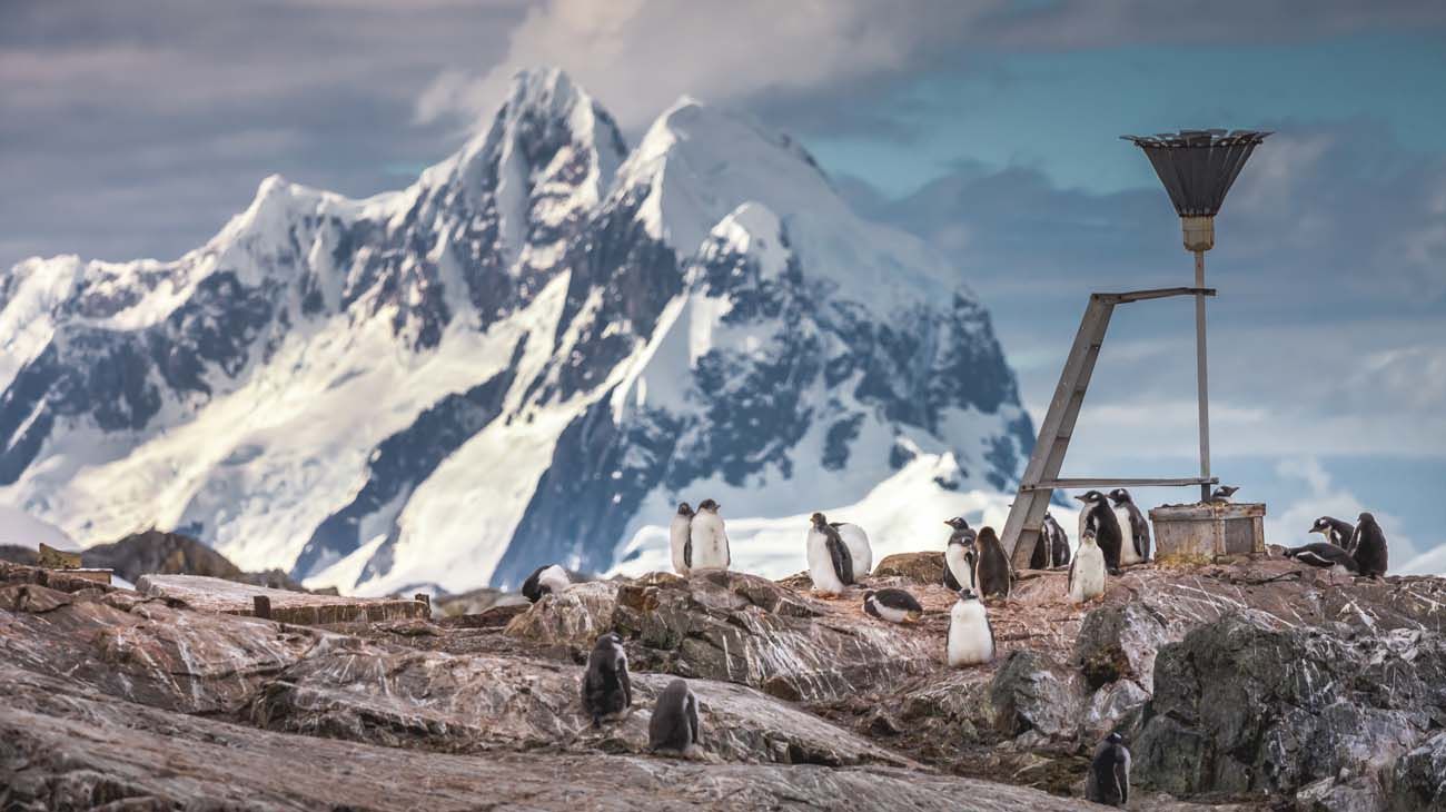 La Chlamydomonas nivalis vive en las zonas heladas del Artico, la Antártida y también los Alpes.