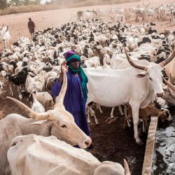 Los pastores fulani llevan su ganado a un punto de agua en Dolly. - Dolly es una reserva pastoral donde los pastores fulani pueden refugiarse antes de regresar al norte cuando caen las primeras lluvias. | Foto:JOHN WESSELS / AFP