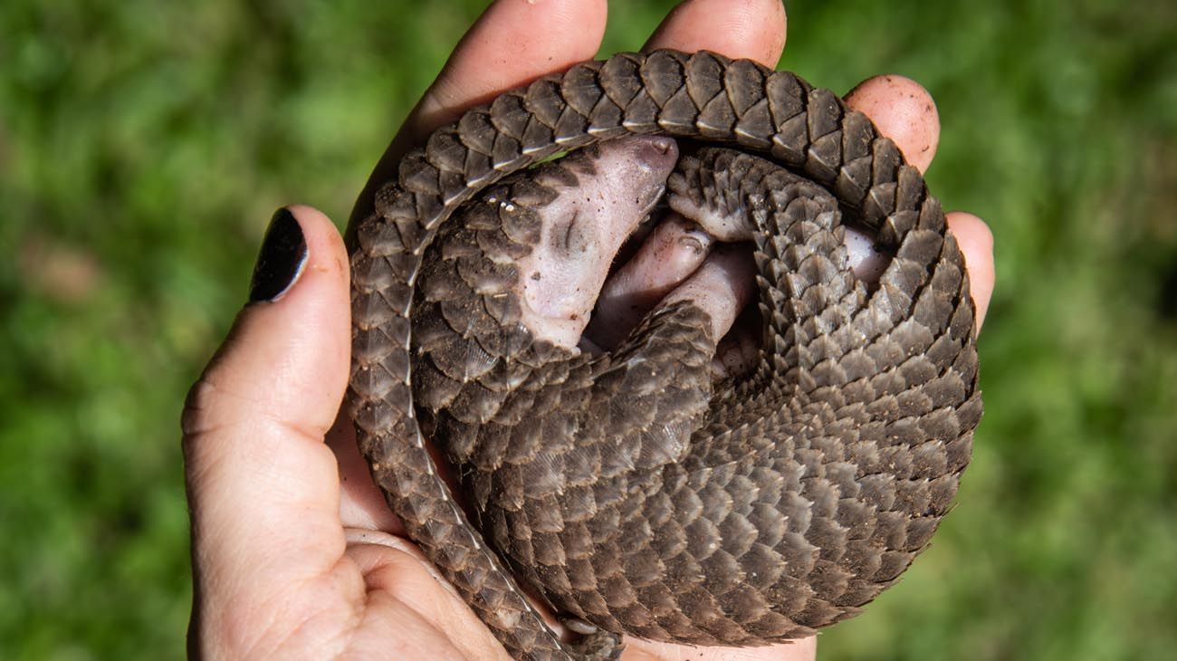 Un nuevo estudio vuelve a apuntar al pangolín como el animal