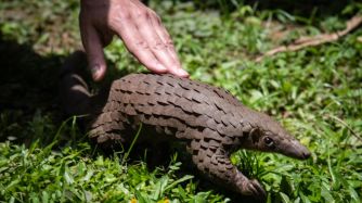 Pangolin Caza, protección y coemrcialización 20200603