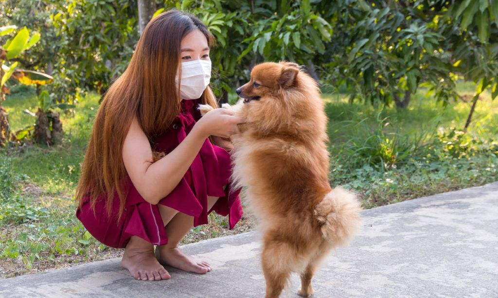 Cómo hacer que el perro no te tenga miedo cuando uses tapabocas