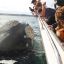 0506_ballenas