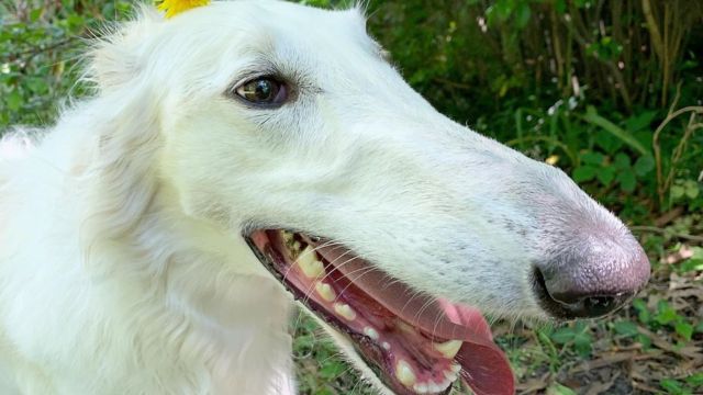 perro record 06062020