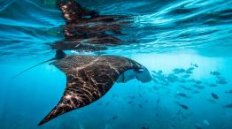 Día Mundial de los Océanos: por qué no podemos vivir sin ellos