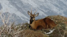 Personal del parque estaba monitoreando la especie para un relevamiento poblacional y se encontraron también rastros de una cría. Foto gentileza Administración de Parques Nacionales / Foto de Darío Barroso.