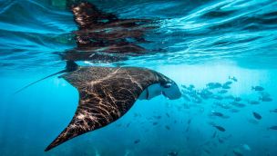 Día Mundial de los Océanos: por qué no podemos vivir sin ellos